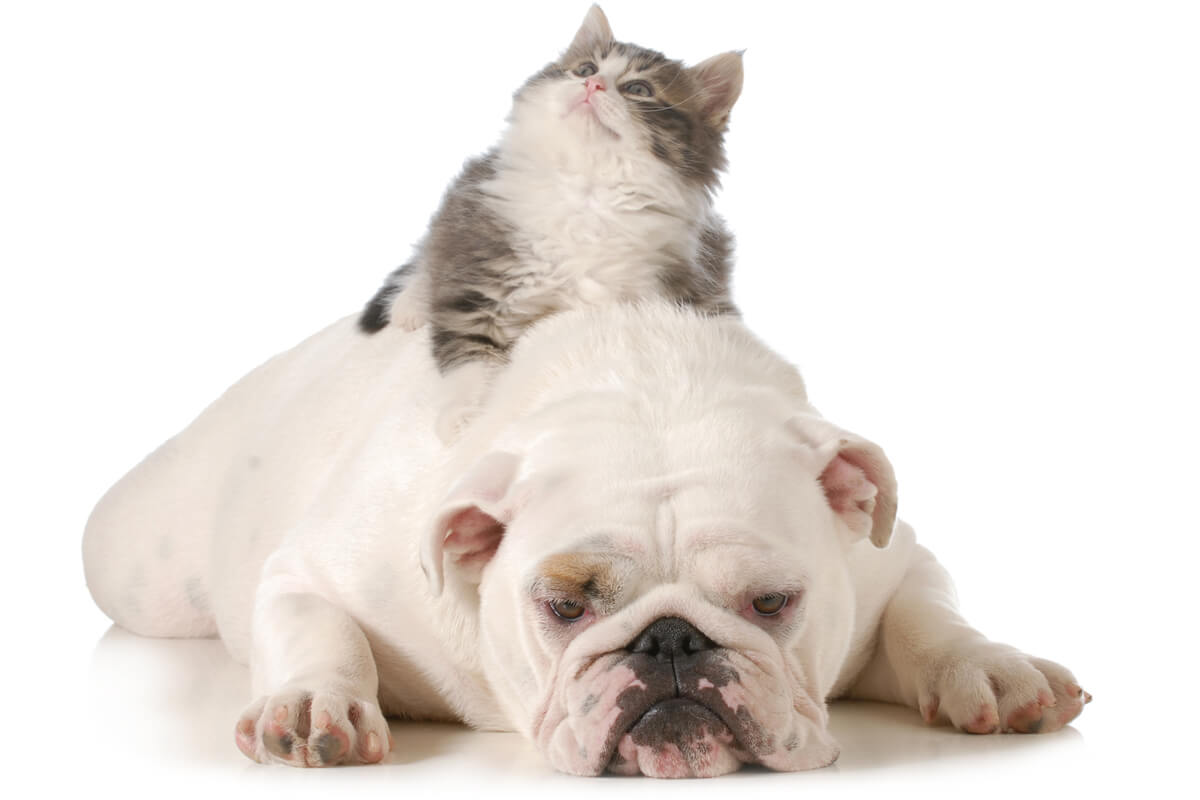 Dog and cat laying on the ground before in-home pet euthanasia is performed